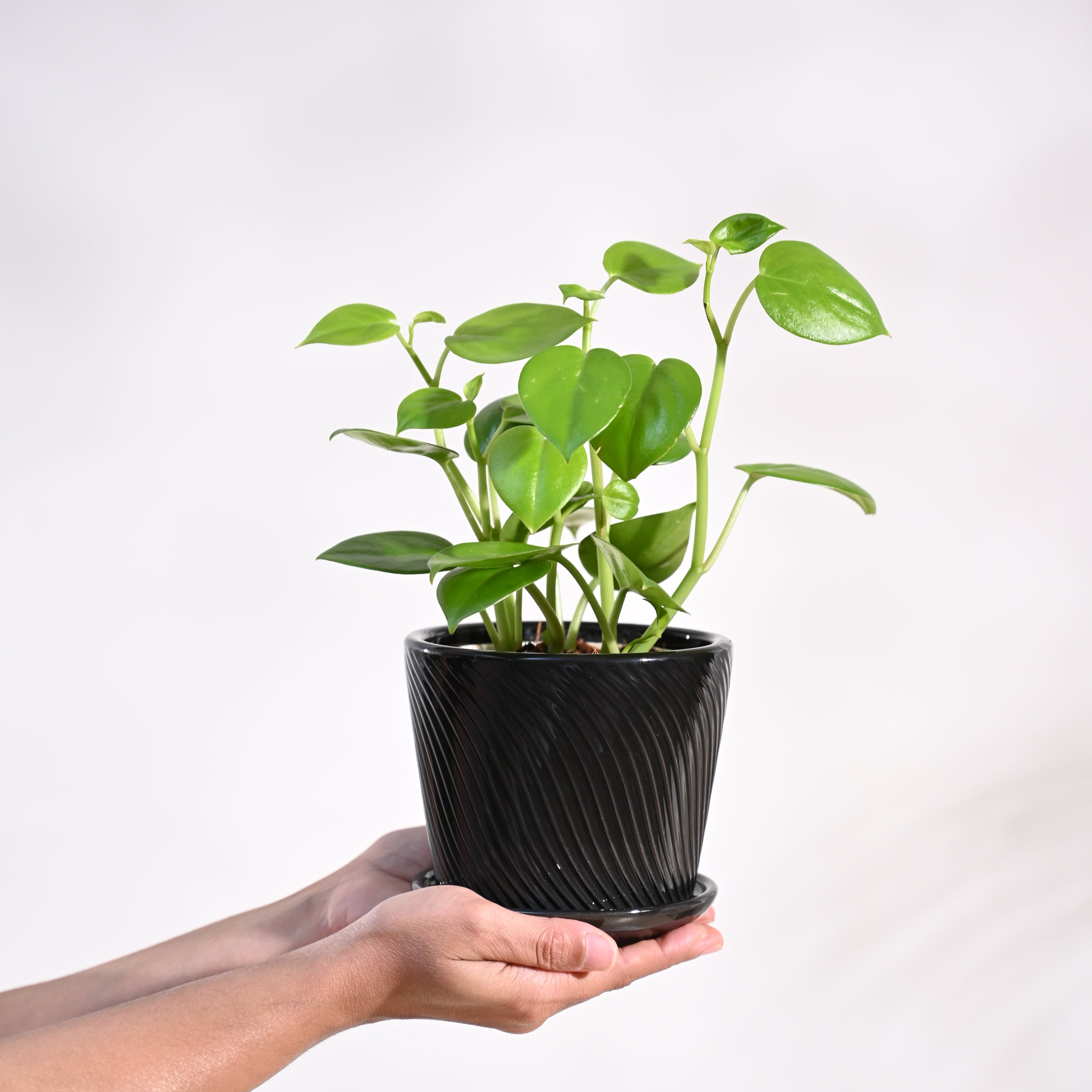 Peperomia Green Creeper Plant