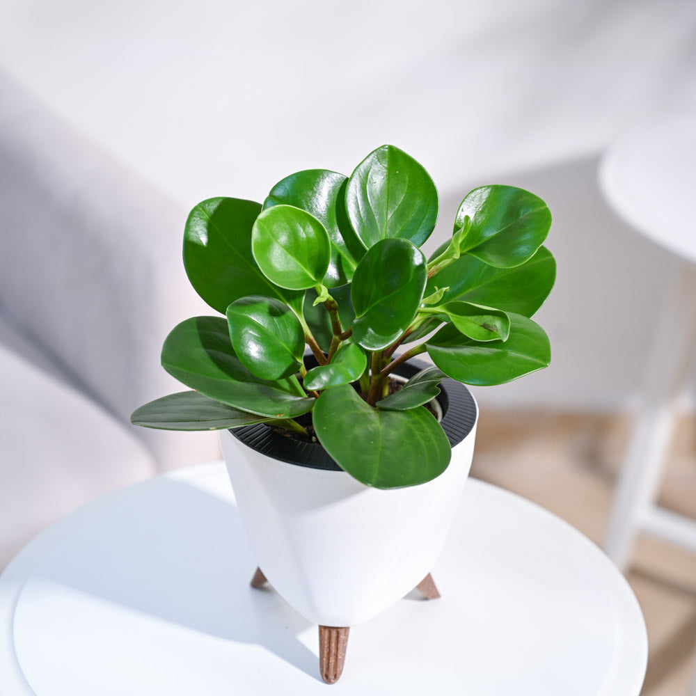 Peperomia Green Plant