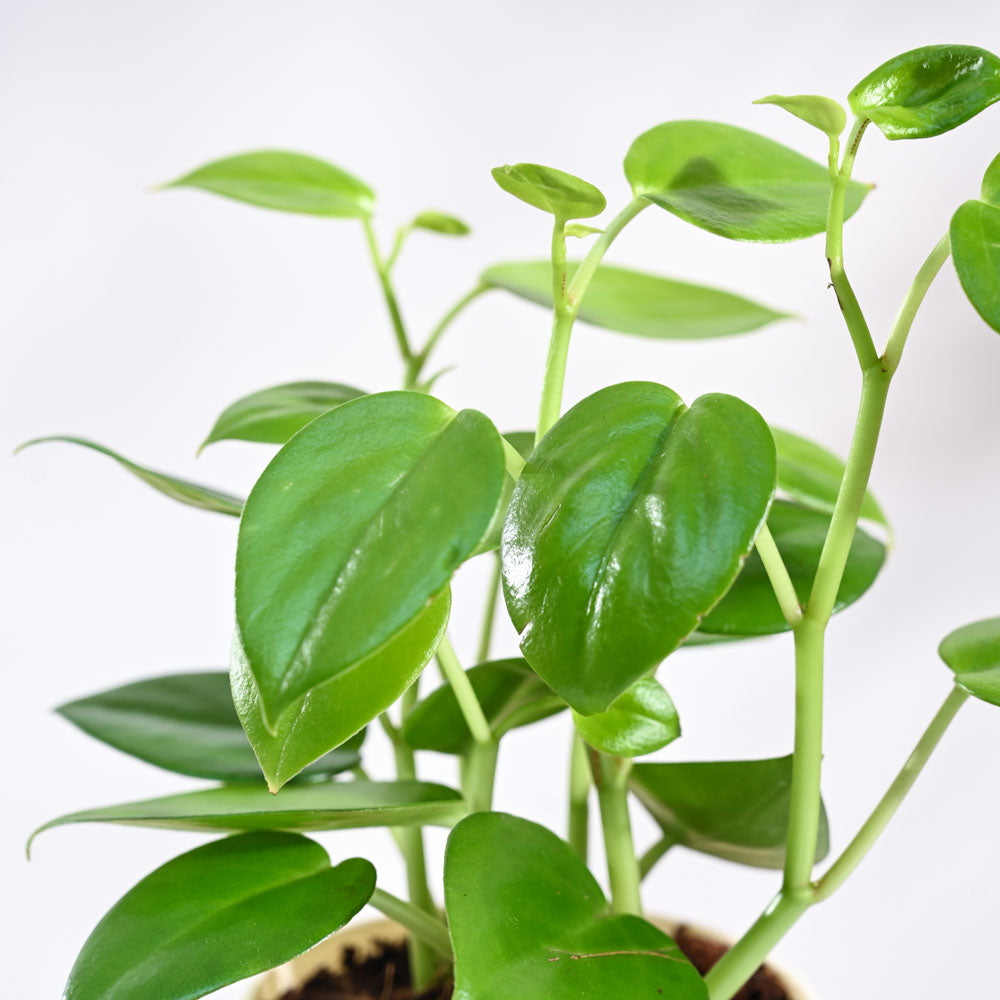 Peperomia Green Creeper Plant With GroPot