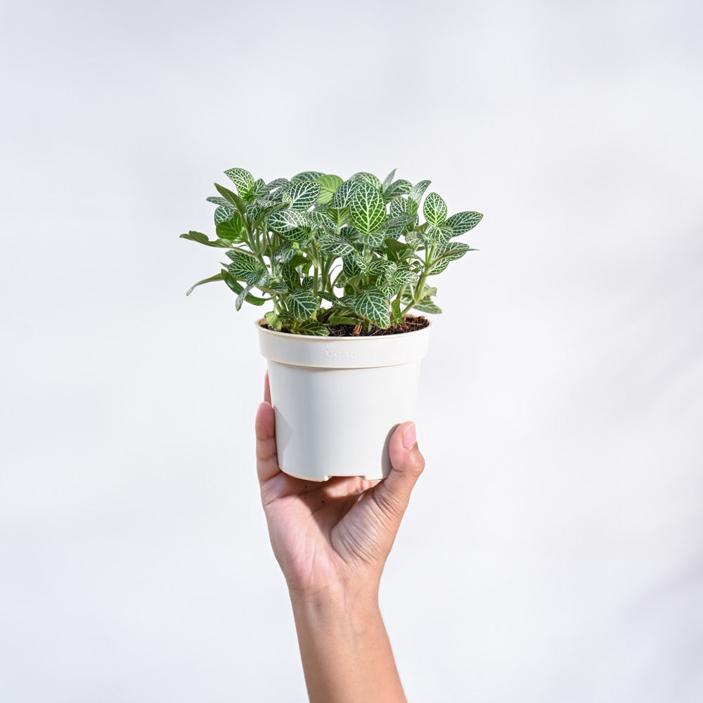 Fittonia Green Plant (Nerve Plant) With GroPot