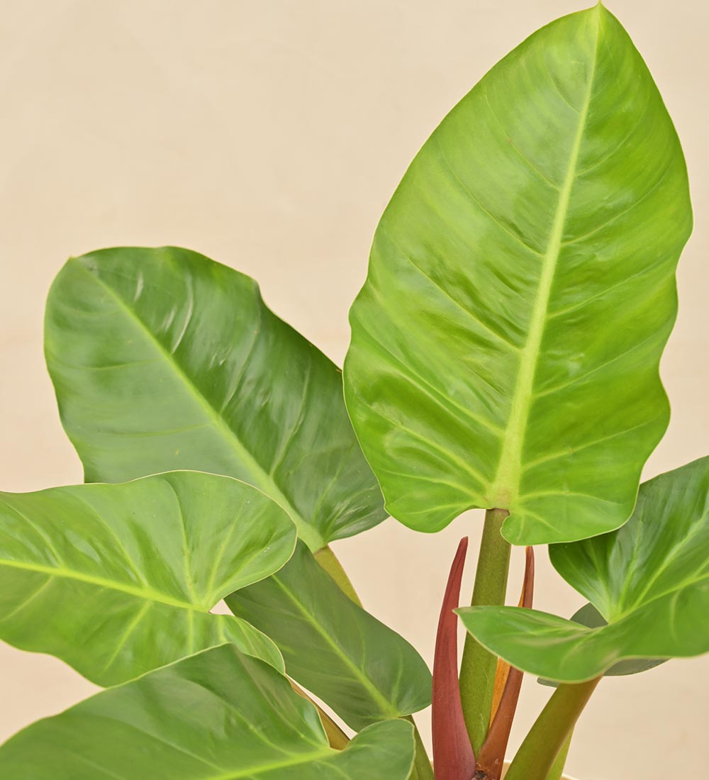 Philodendron Melinonii Green - Large