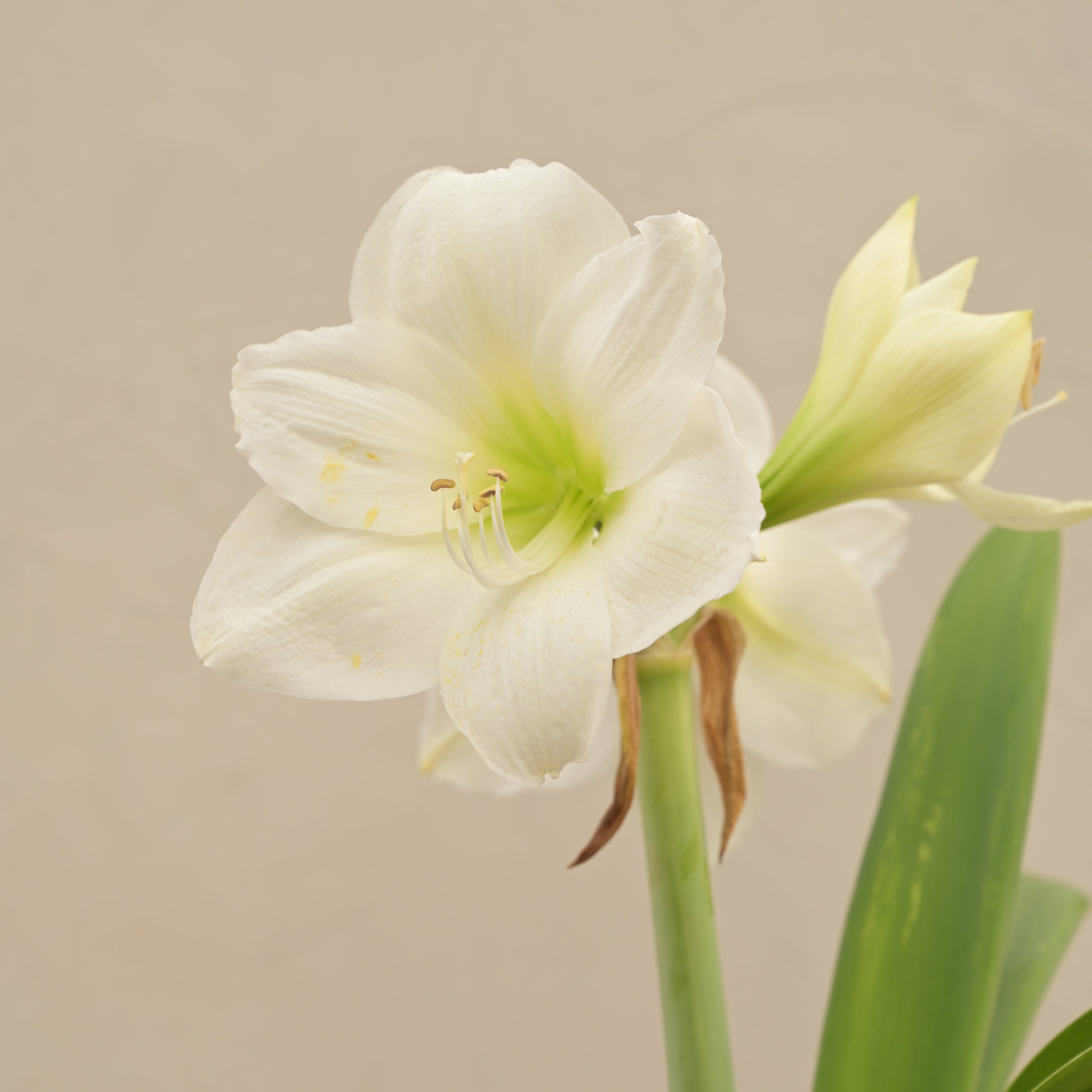 Amaryllis (Amar lily) flower bulb - White