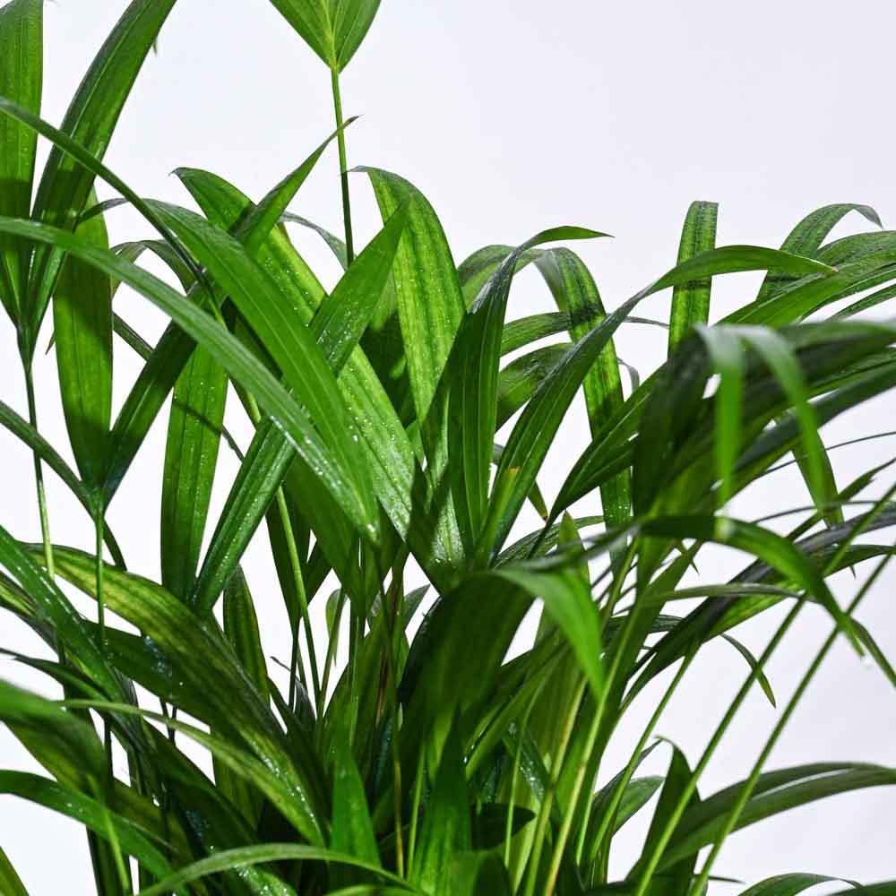 Urban Jungle Indoor Plant Bundle