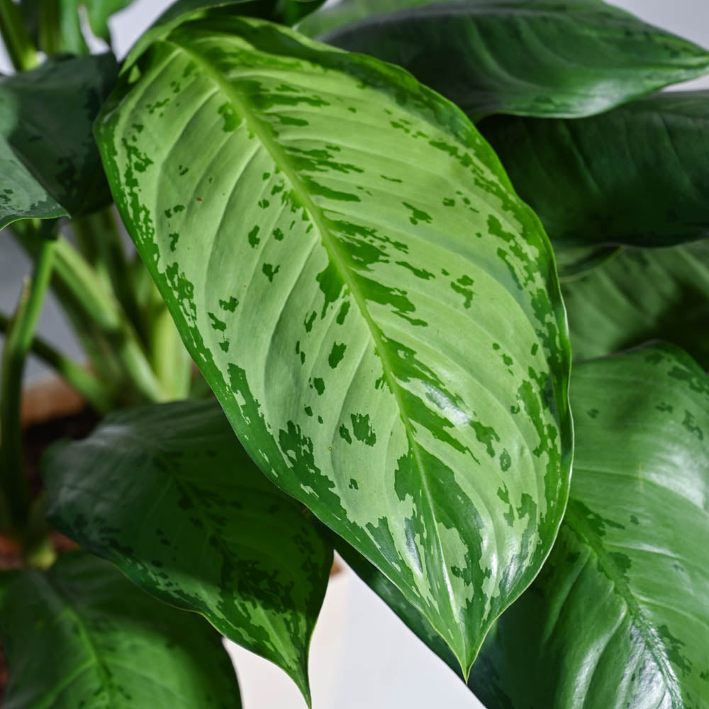 Aglaonema Dove Plant - XL