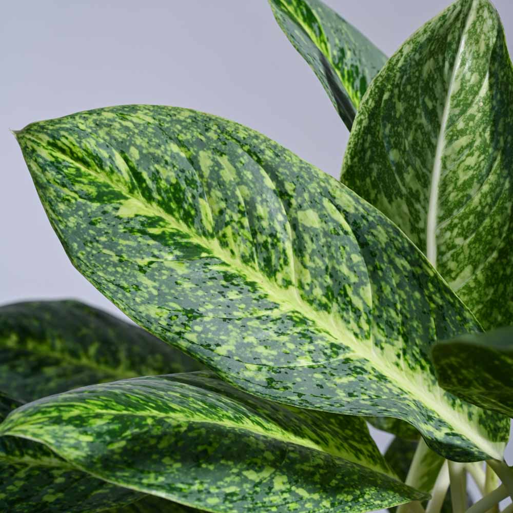 Aglaonema Butterfly Plant - XL