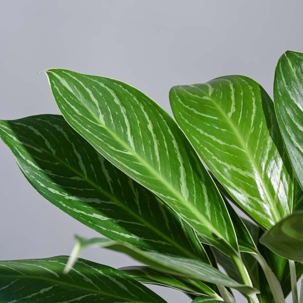 Aglaonema Stripes Plant - XL