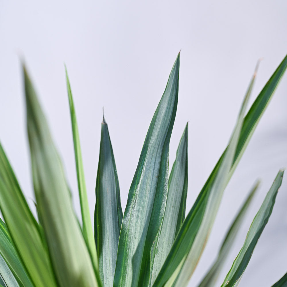 Yucca Silver Plant