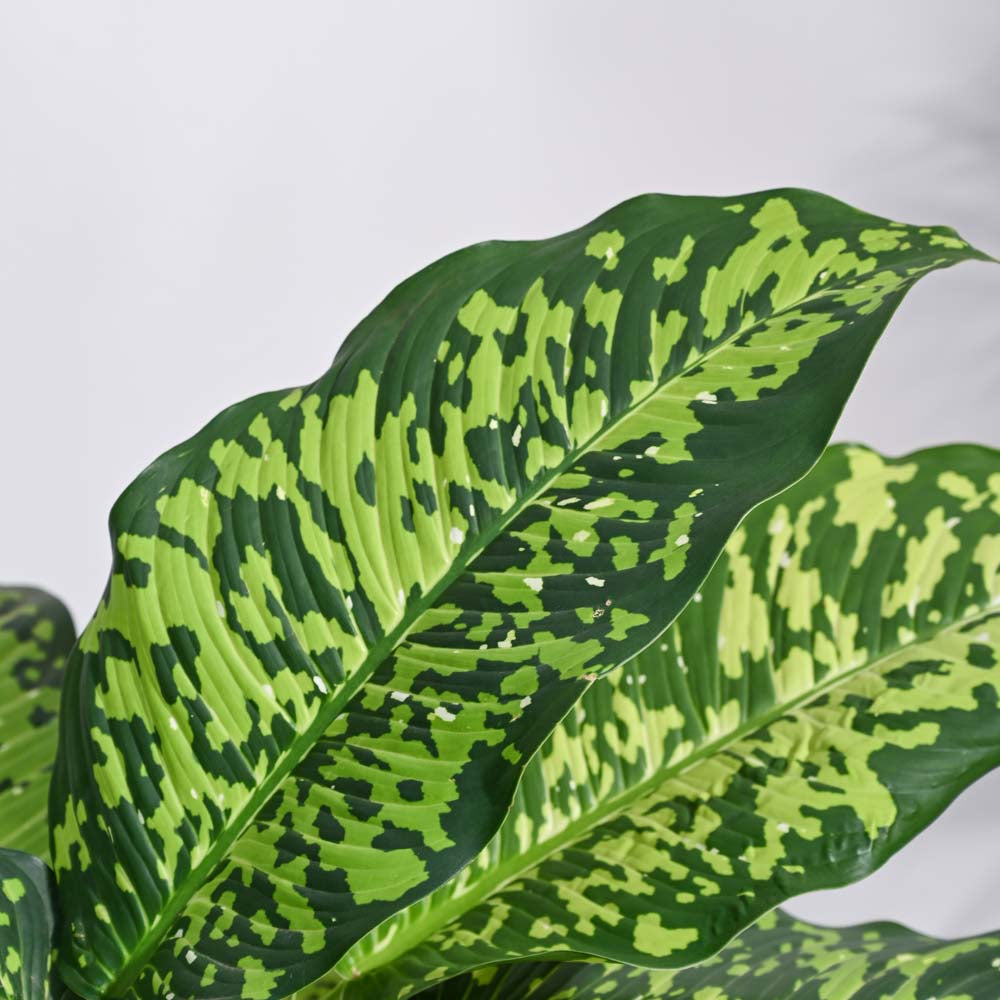 Dieffenbachia Cheetah Plant - XL