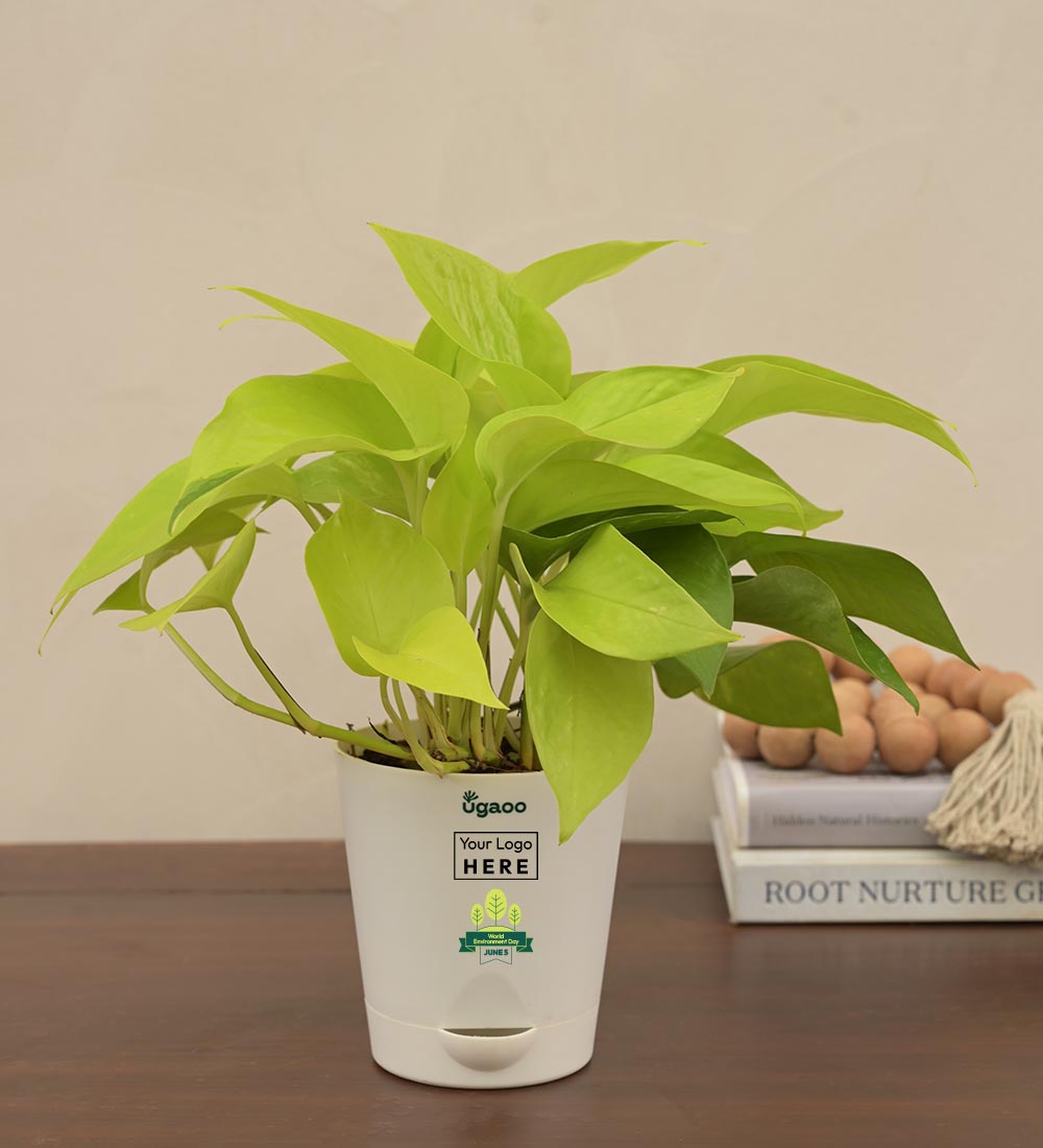 Money Plant Golden For Environment Day Gifting