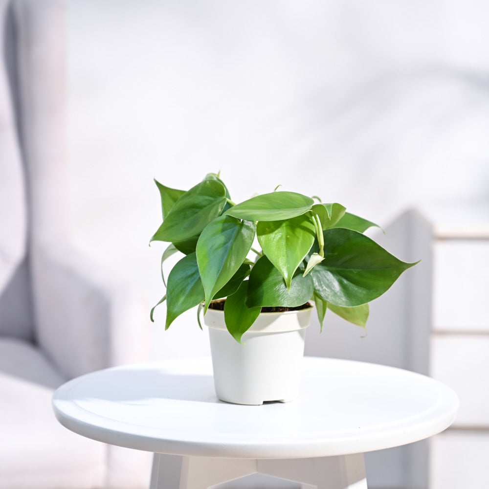 Philodendron Oxycardium Green Plant with GroPot