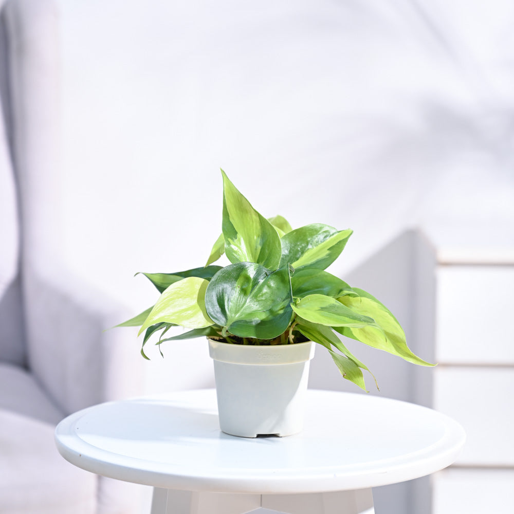 Philodendron_Brasil_Plant_NUPL0457_Ivory