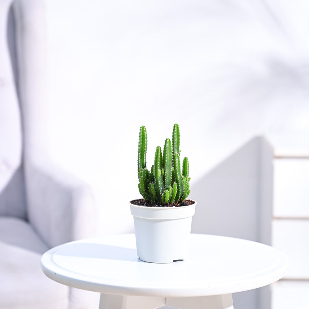 Cactus_Plant__Elongated_NUPL0186_Ivory