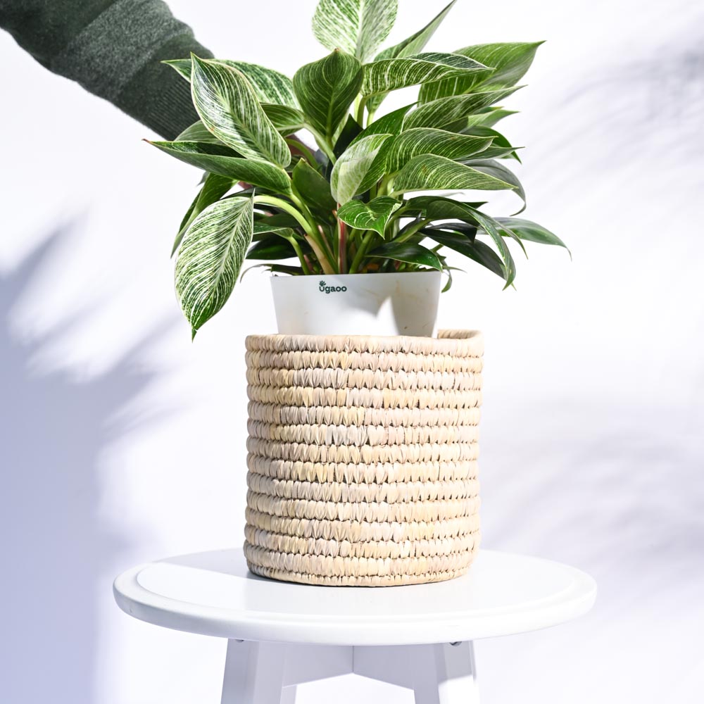 Date Palm Planter