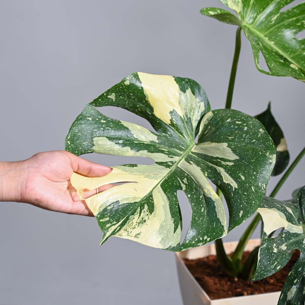 Monstera Thai Constellation XL