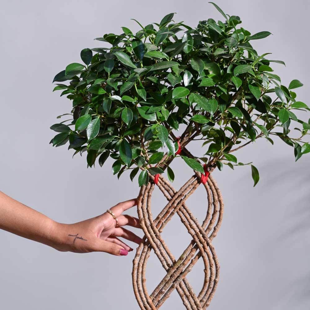 Ficus Netted Microcarpa