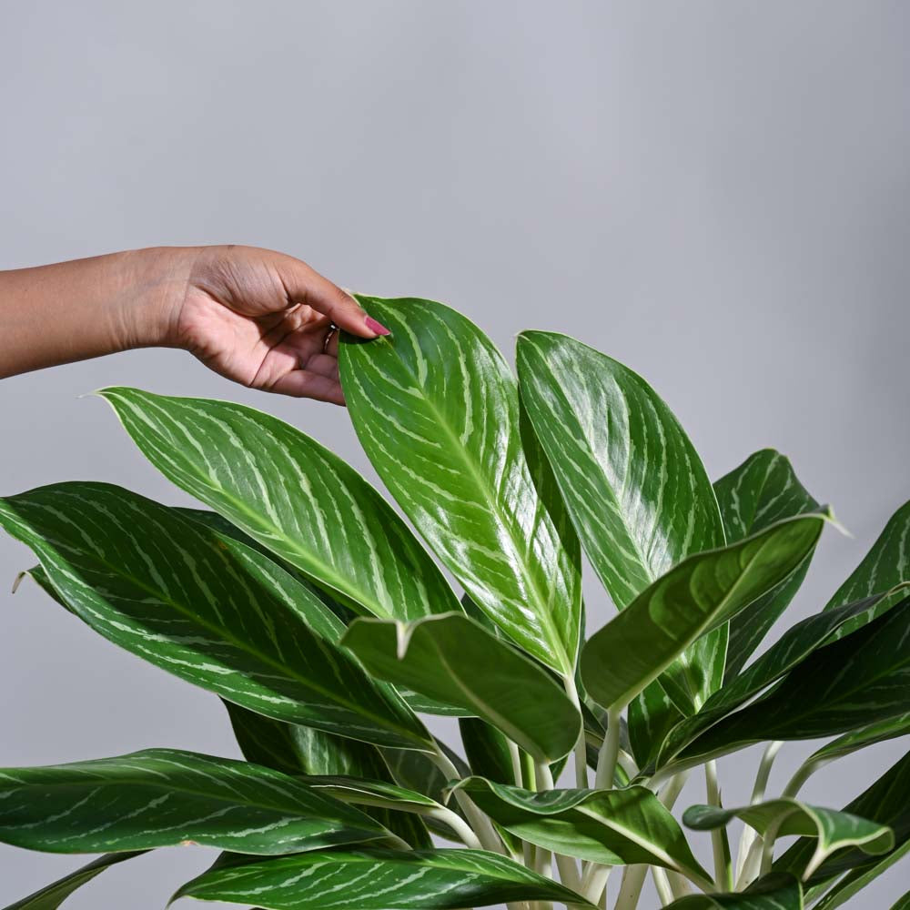 Aglaonema Stripes Plant - XL