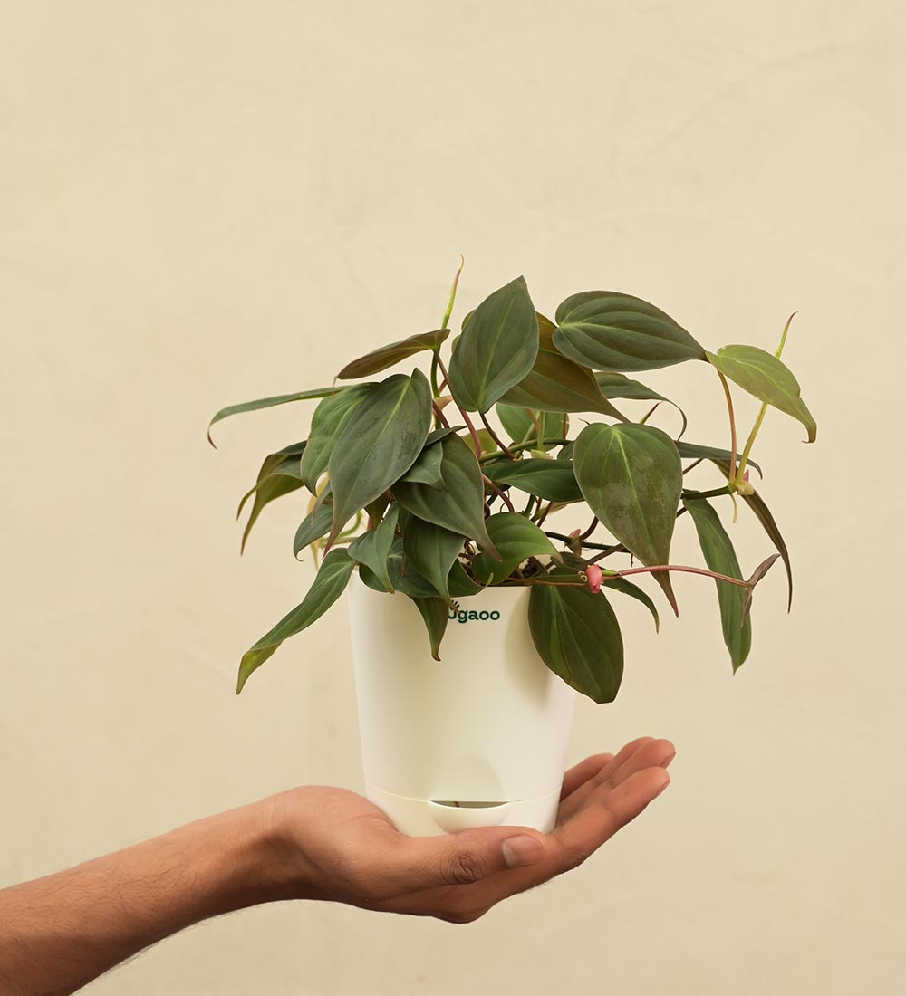 Philodendron Micans Plant For Environment Day Gifting