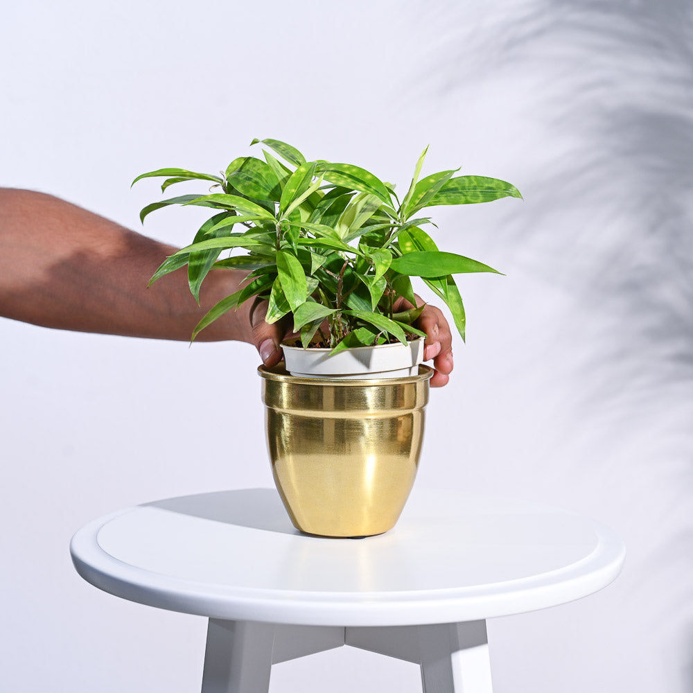 Golden Opulence Planter