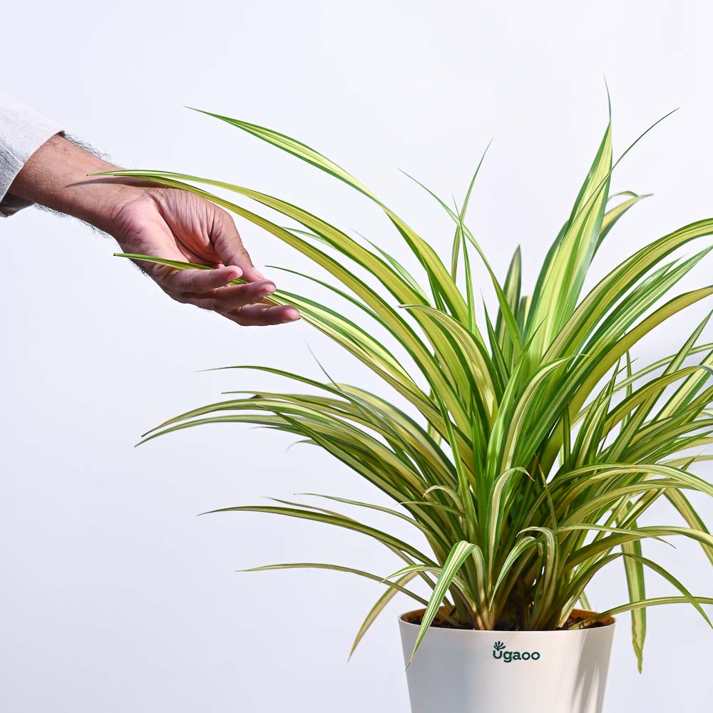 Pandanus Plant