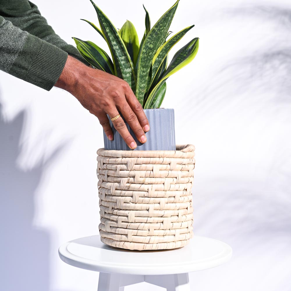 Palm Leaf Planter