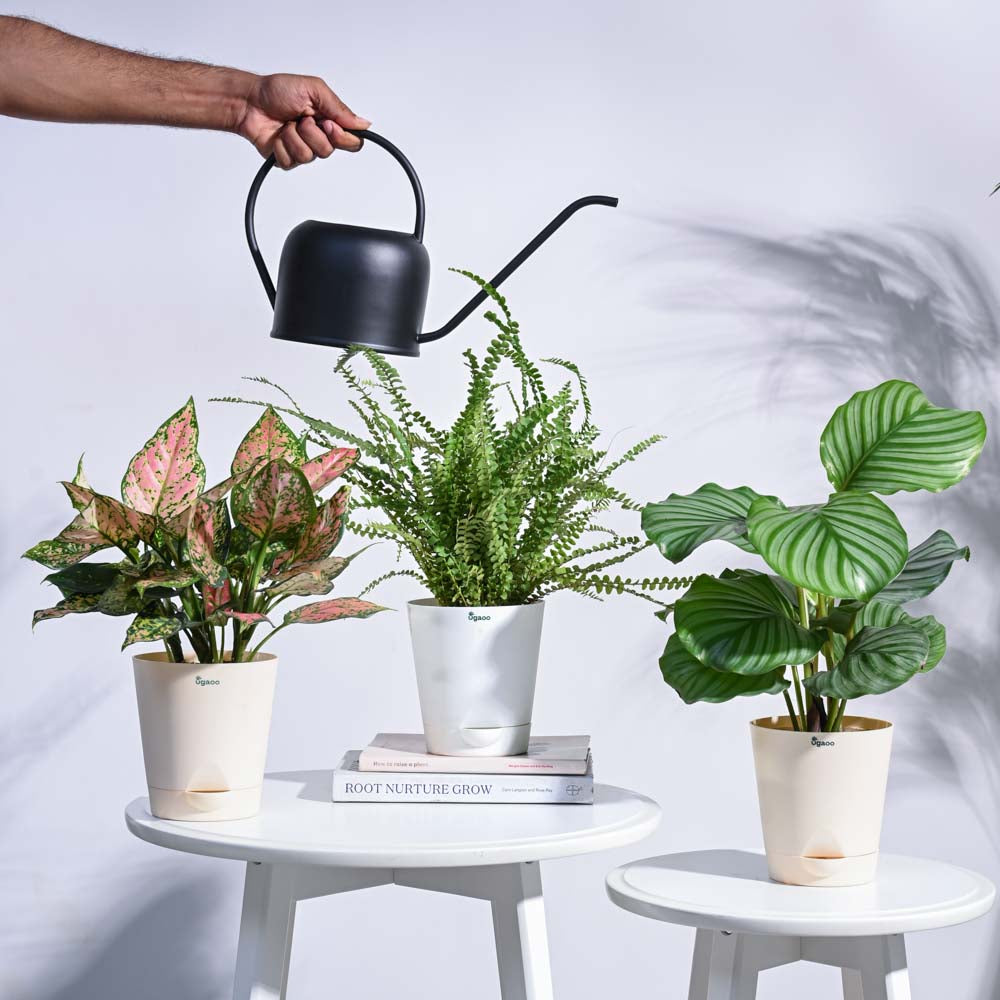 Indoor Jungle Indoor Plant Bundle