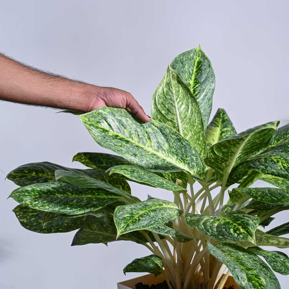 Aglaonema Butterfly Plant - XL