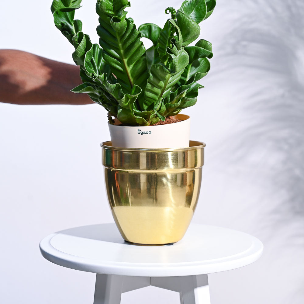 Golden Opulence Planter