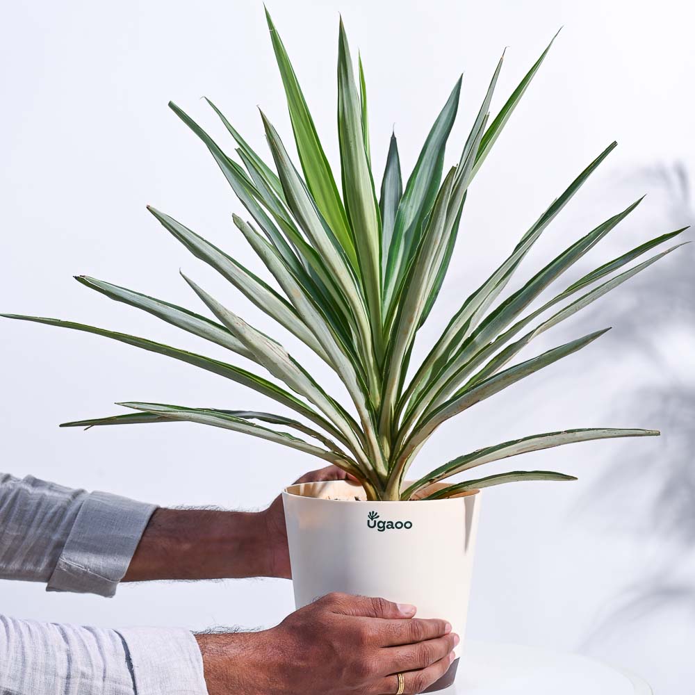 Yucca Silver Plant