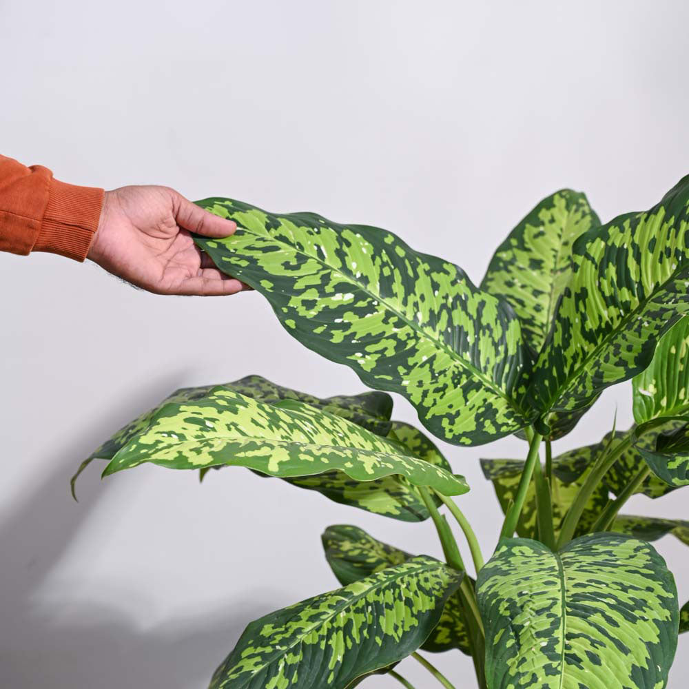 Dieffenbachia Cheetah Plant - XL