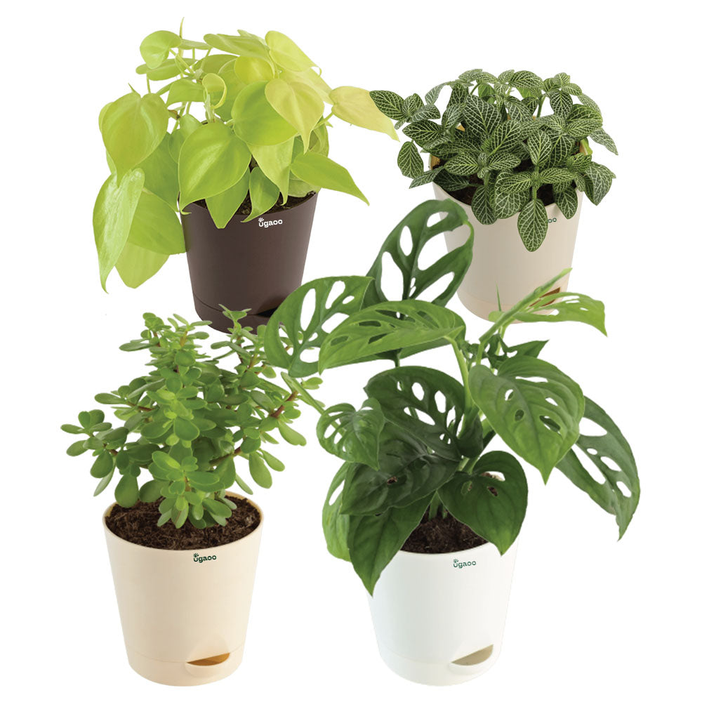 Indoor Plant Bundle: Fittonia, Crassula Mini, Philodendron Broken Heart, Philodendron Oxycardium Golden