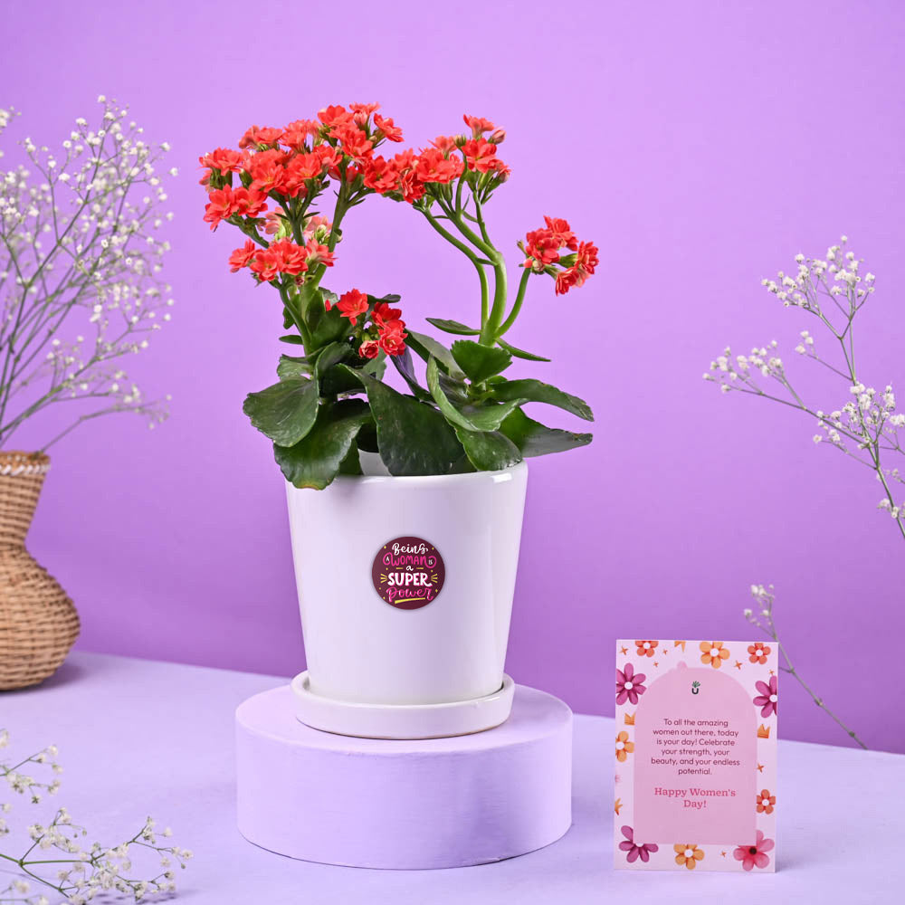 Kalanchoe Red in ceramic pot Women&