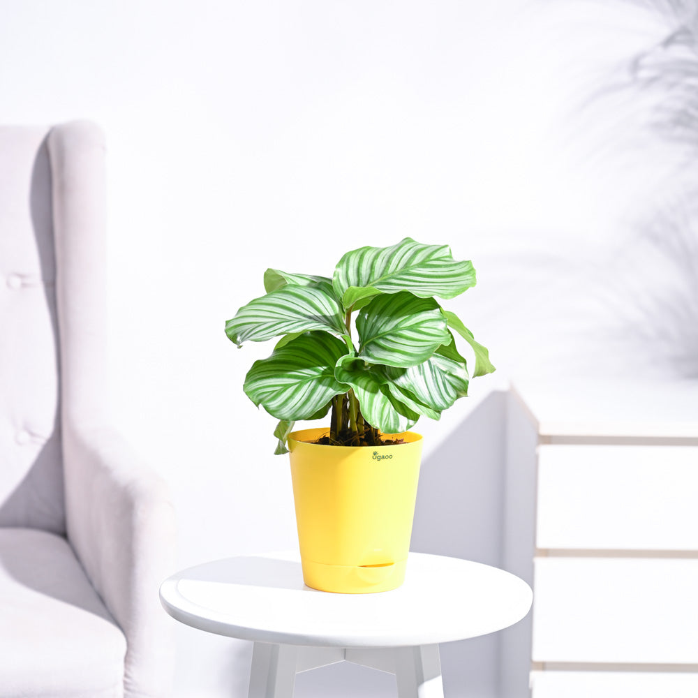 Calathea Orbifolia - Medium