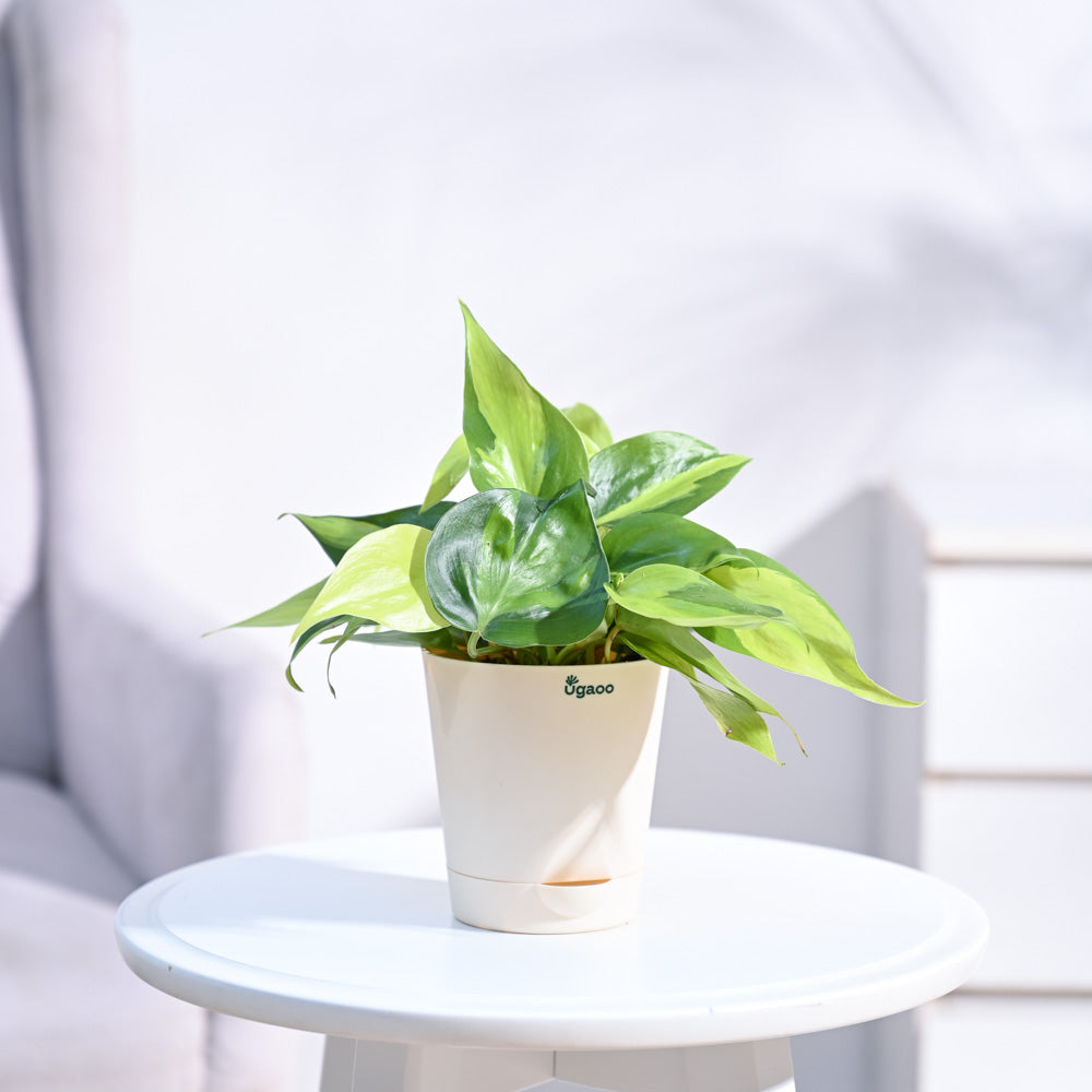 Philodendron_Brasil_Plant_NUPL0457KIY_Ivory