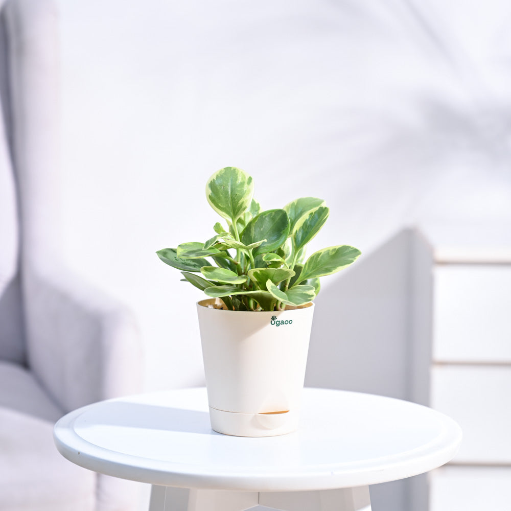 Peperomia_Variegated_Plant_NUPL0057KIY_Ivory