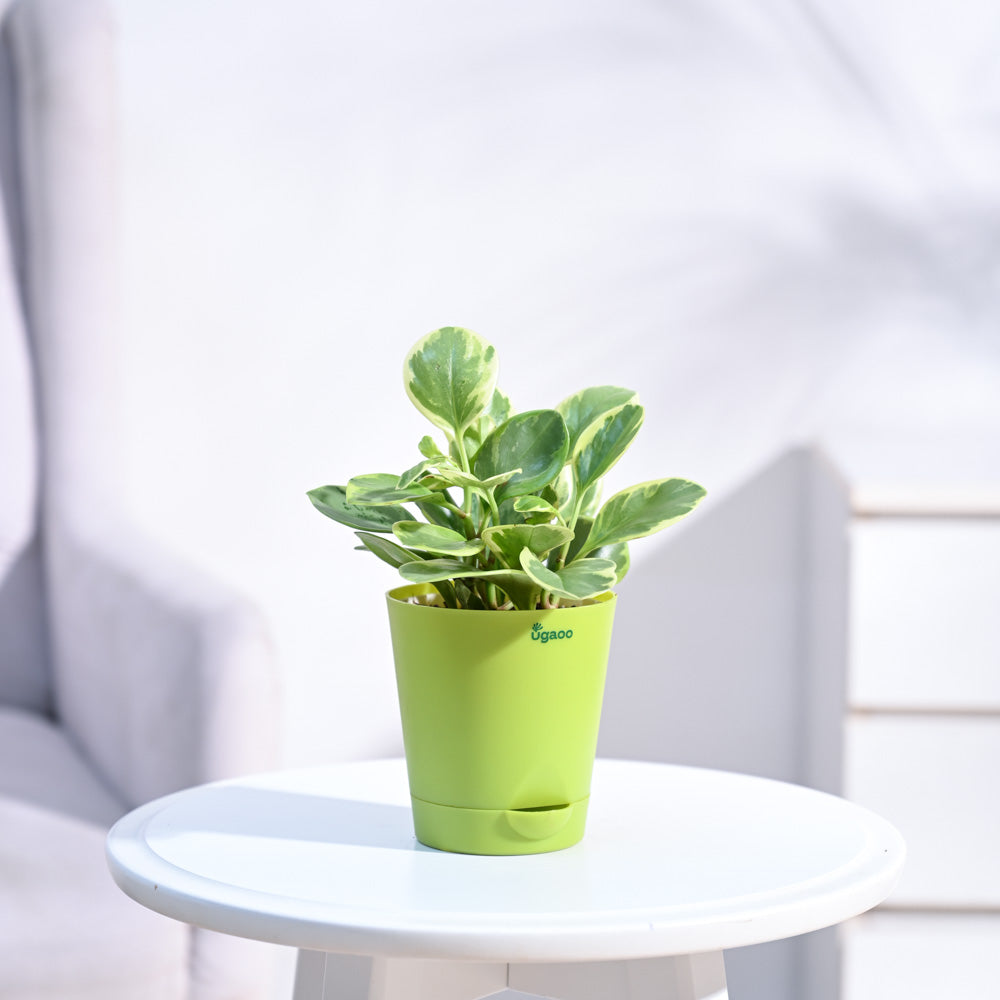 Peperomia_Variegated_Plant_NUPL0057KLG_Light_Green