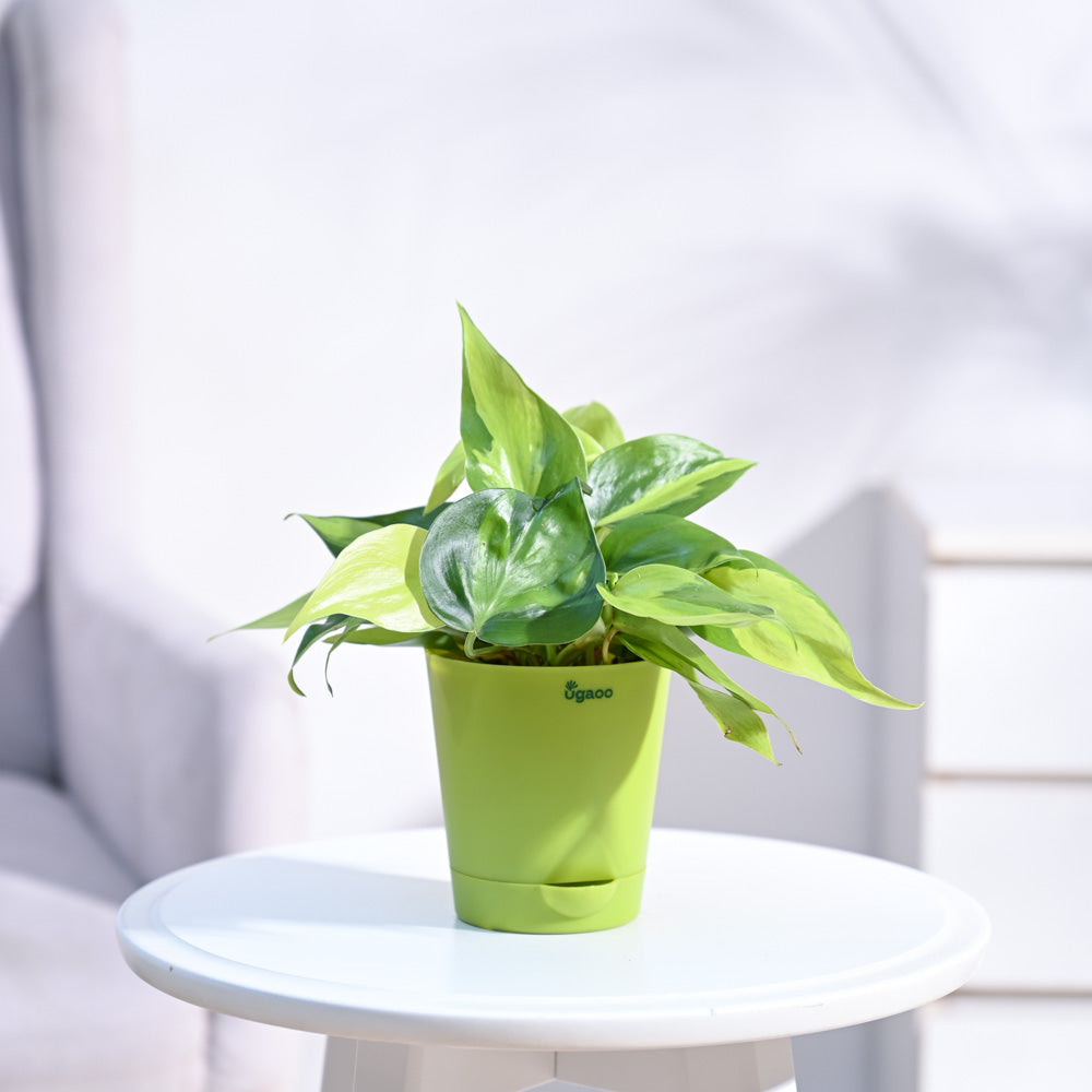 Philodendron_Brasil_Plant_NUPL0457KLG_Light_Green