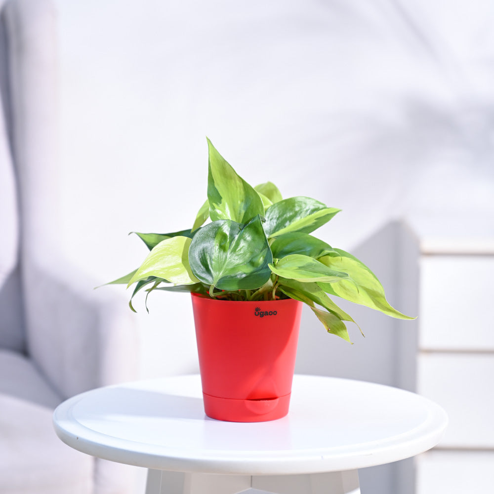 Philodendron_Brasil_Plant_NUPL0457KRD_Red