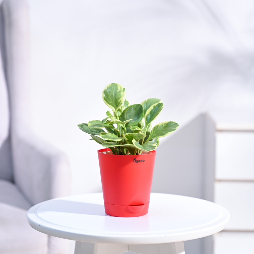 Peperomia_Variegated_Plant_NUPL0057KRD_Red