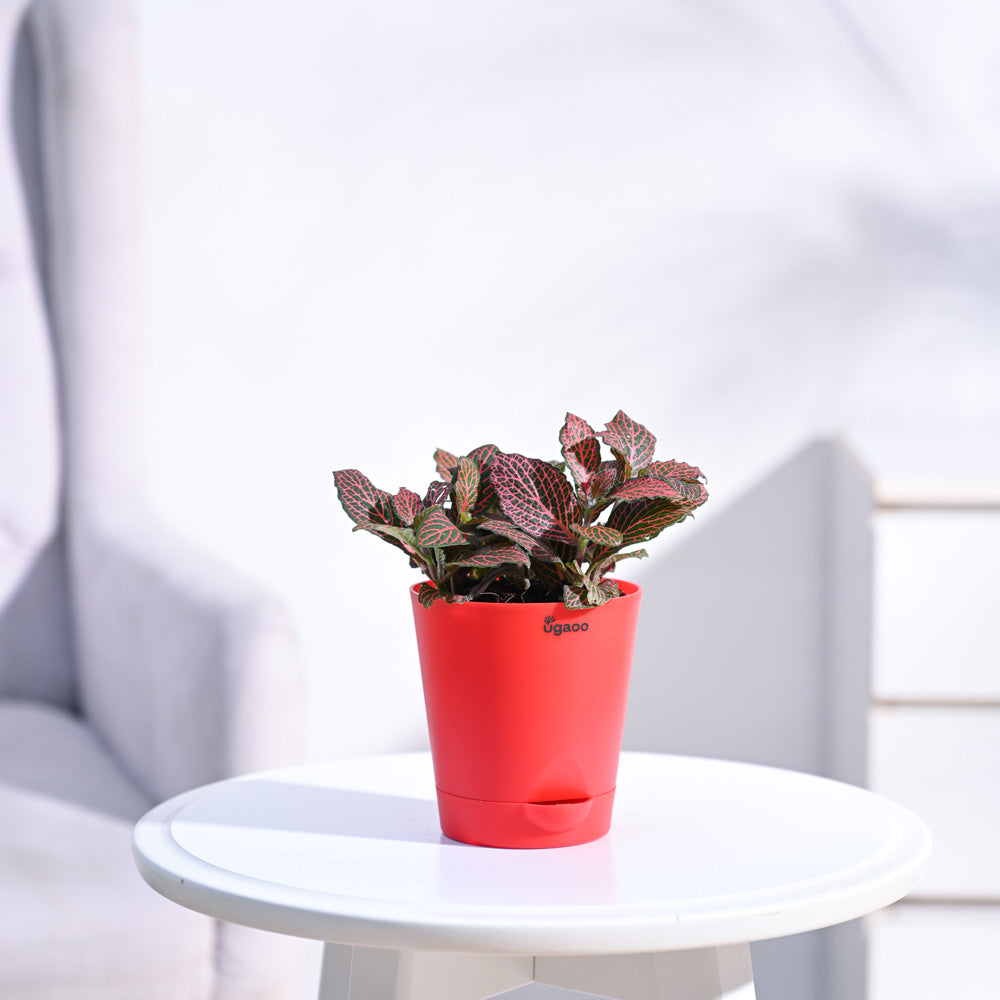 Fittonia_Pink_Plant_NUPL0299KRD_Red