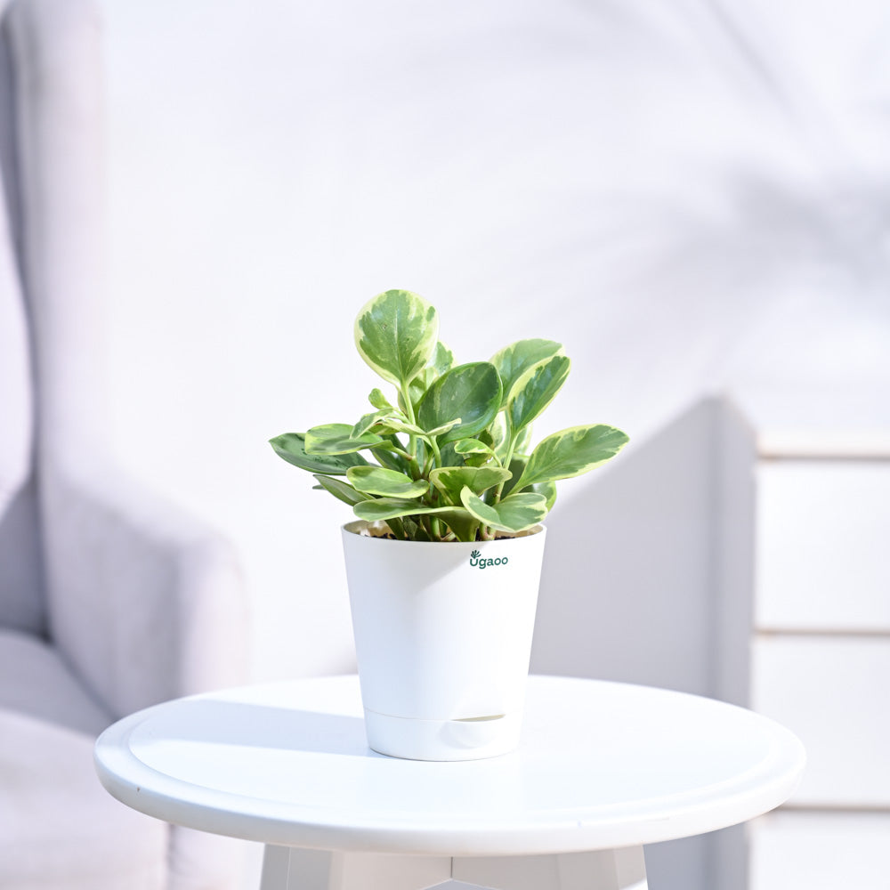 Peperomia_Variegated_Plant_NUPL0057KWT_White