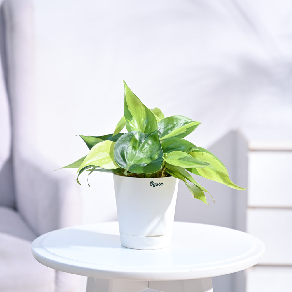 Philodendron_Brasil_Plant_NUPL0457KWT_White