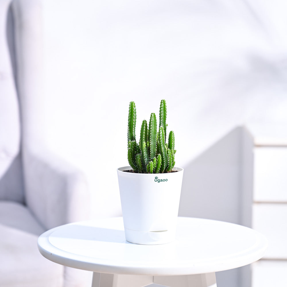 Cactus_Plant__Elongated_NUPL0186KWT_White