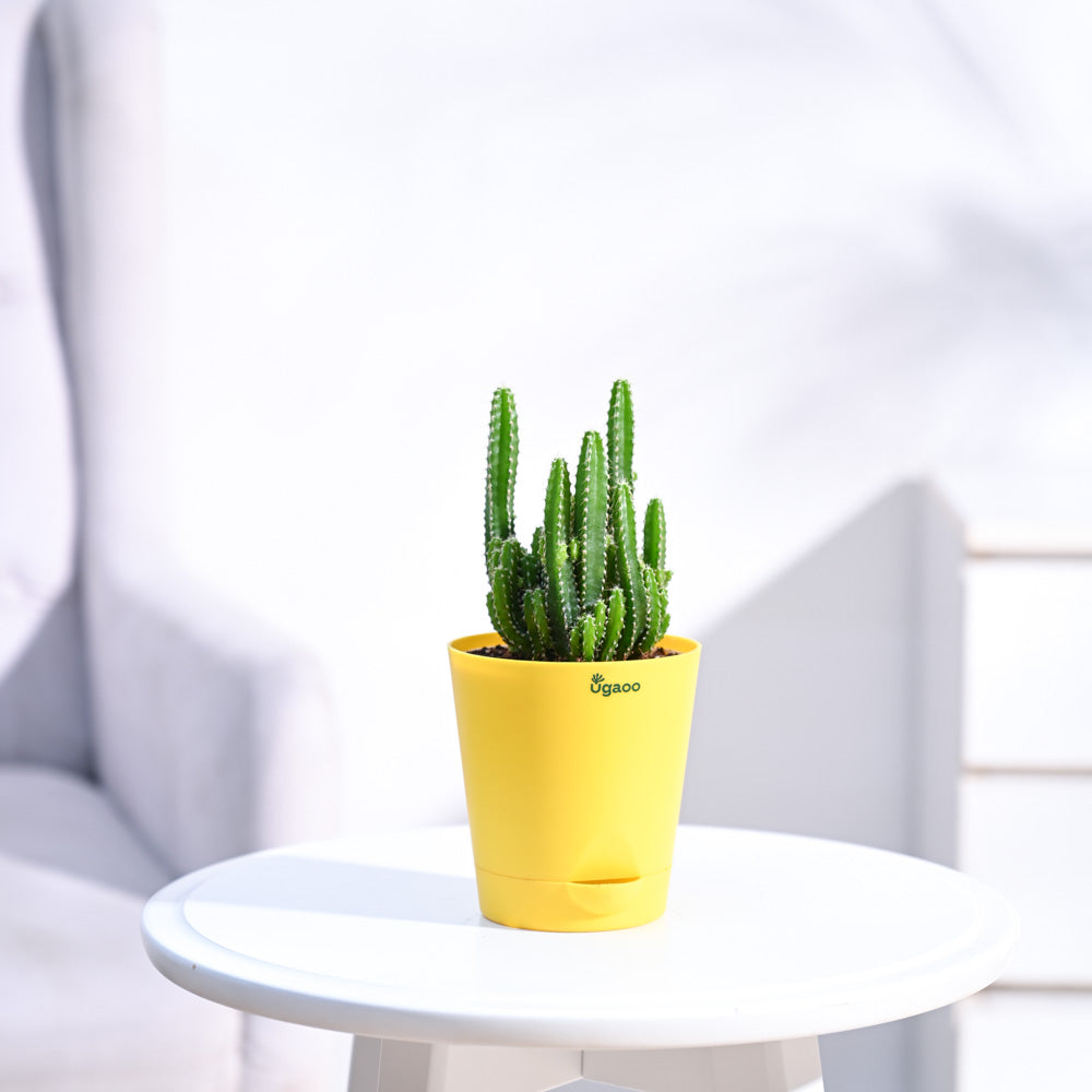 Cactus_Plant__Elongated_NUPL0186KYL_Yellow