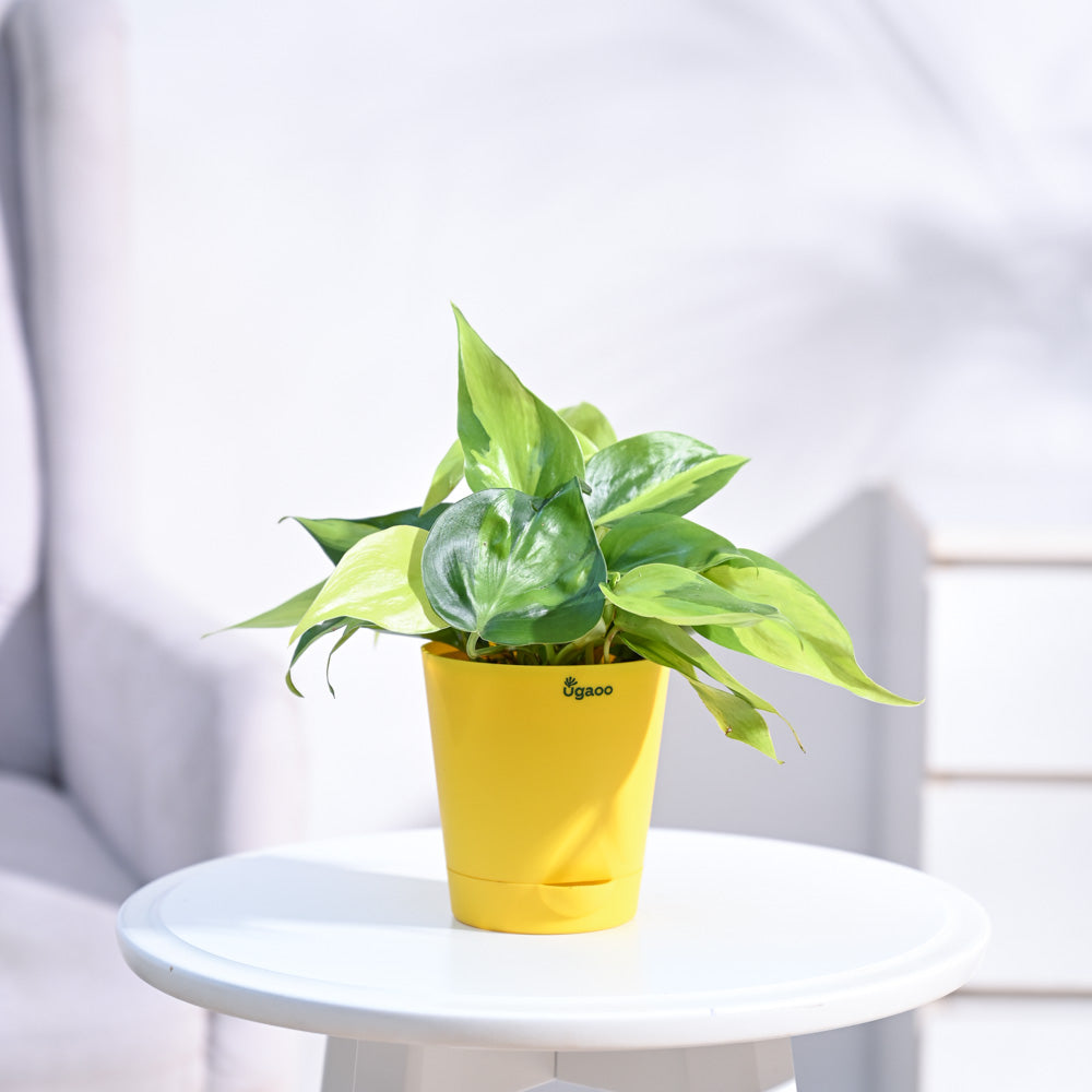 Philodendron_Brasil_Plant_NUPL0457KYL_Yellow