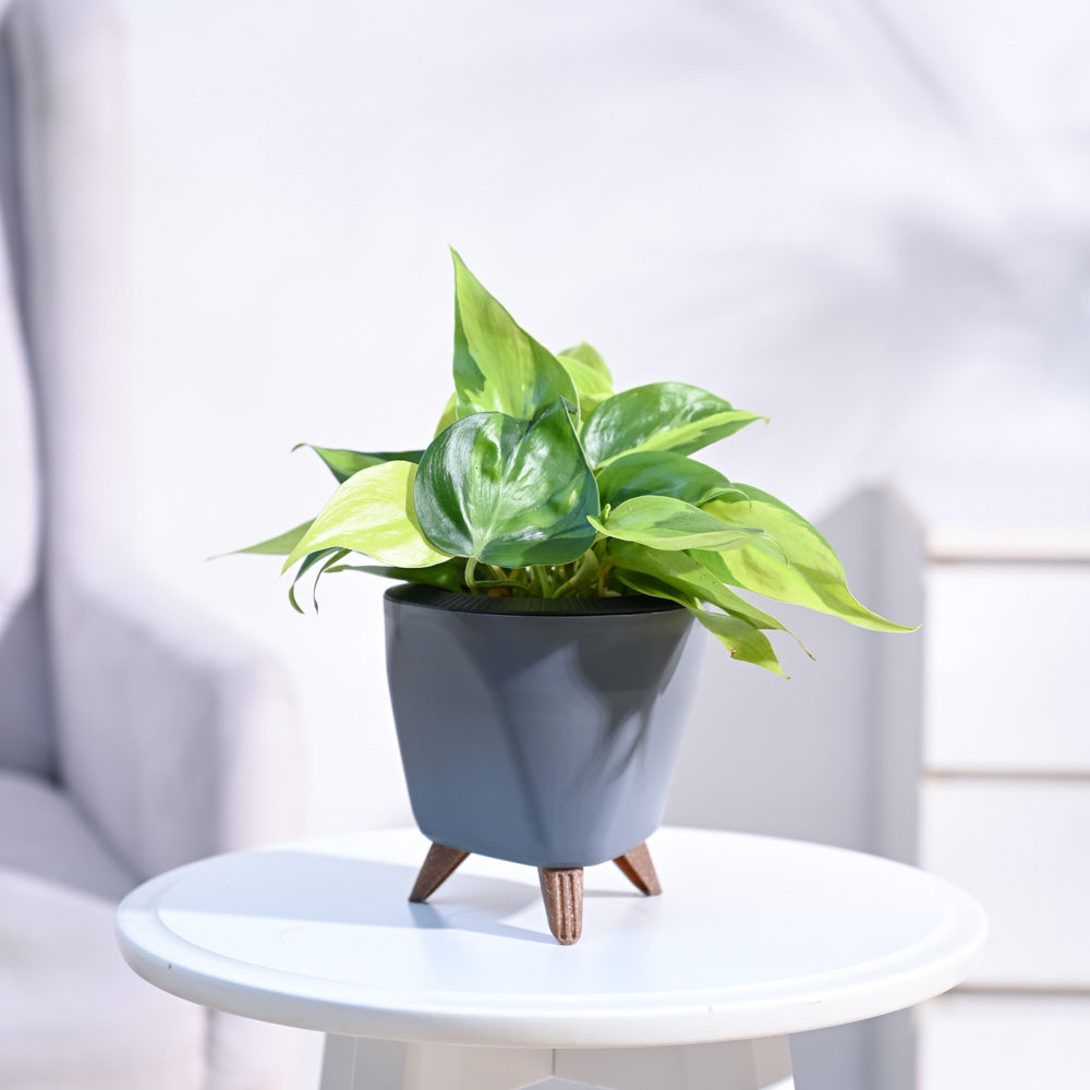 Philodendron_Brasil_Plant_NUPL0457LGY_Grey