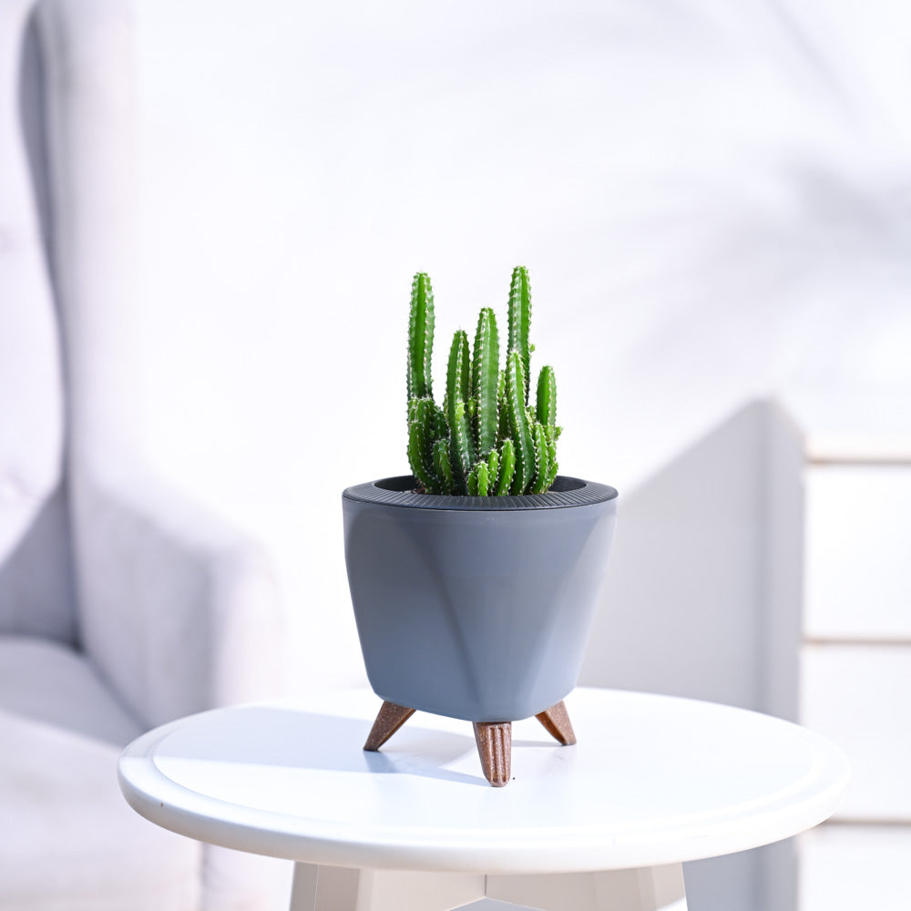 Cactus_Plant__Elongated_NUPL0186LGY_Grey