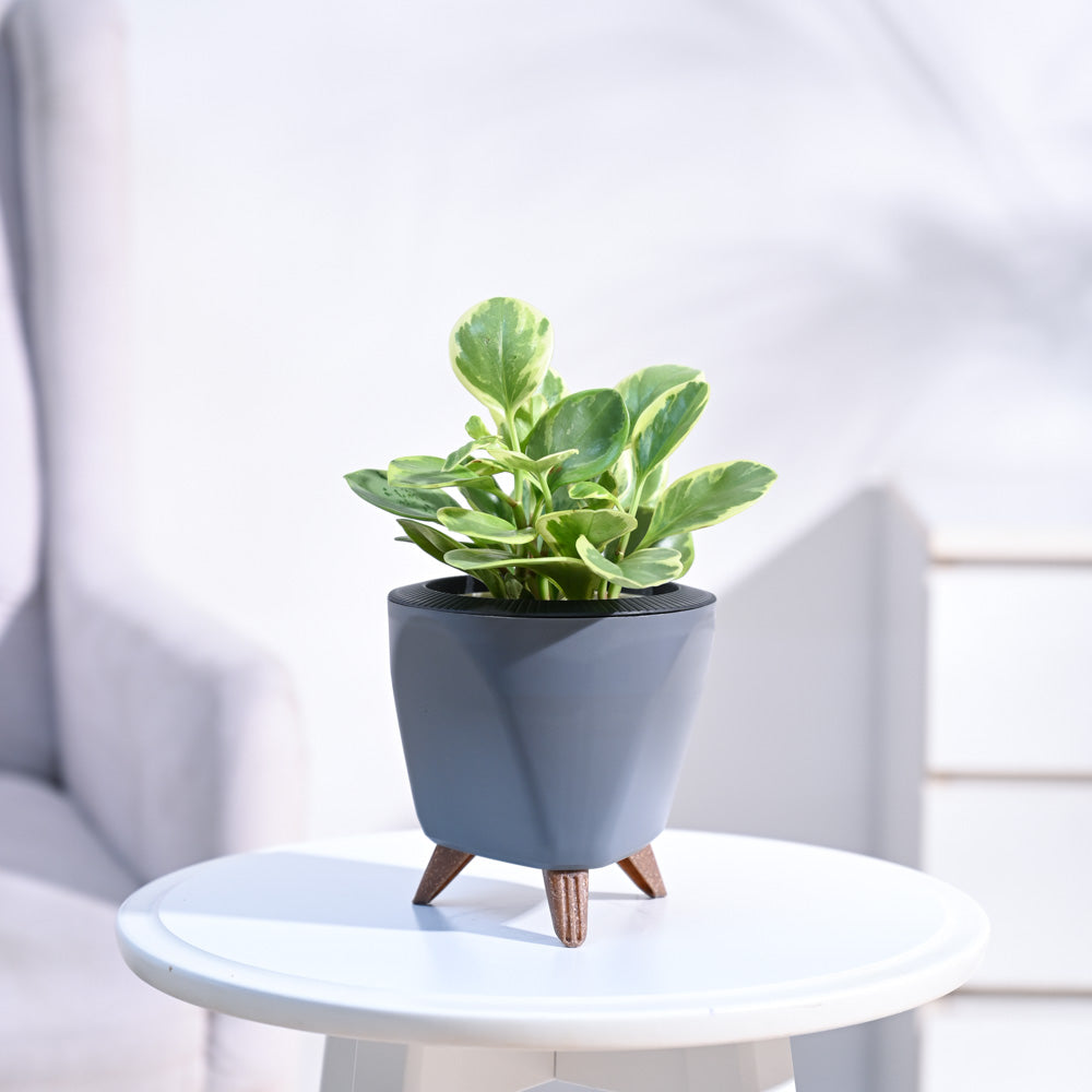 Peperomia_Variegated_Plant_NUPL0057LGY_Grey