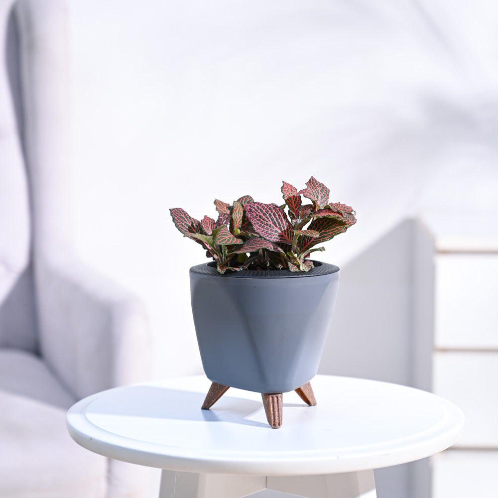 Fittonia_Pink_Plant_NUPL0299LGY_Grey