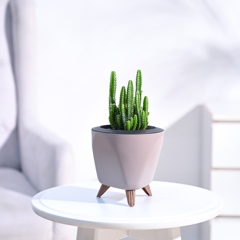 Cactus_Plant__Elongated_NUPL0186LMC_Mocca