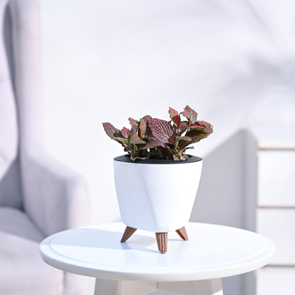 Fittonia_Pink_Plant_NUPL0299LWT_White